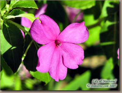 La flore de Santiago de Cuba (2007)