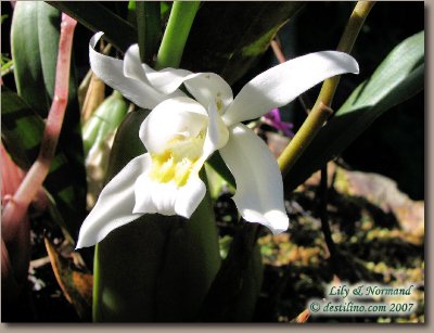La flore de Santiago de Cuba (2007)