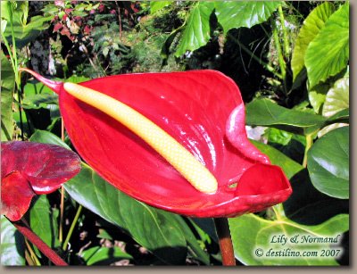 La flore de Santiago de Cuba (2007)