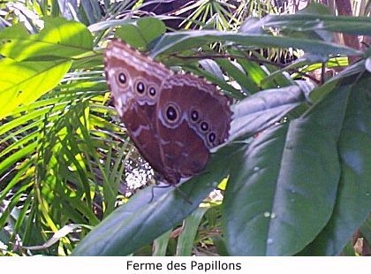 St-Martin (1998)