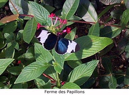 St-Martin (1998)