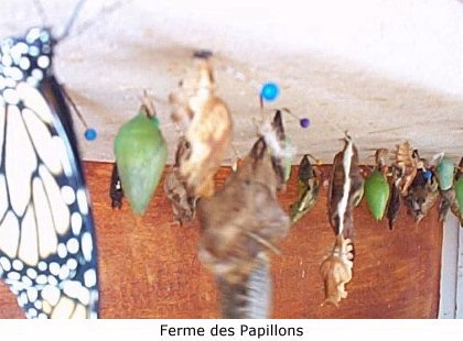 St-Martin (1998)