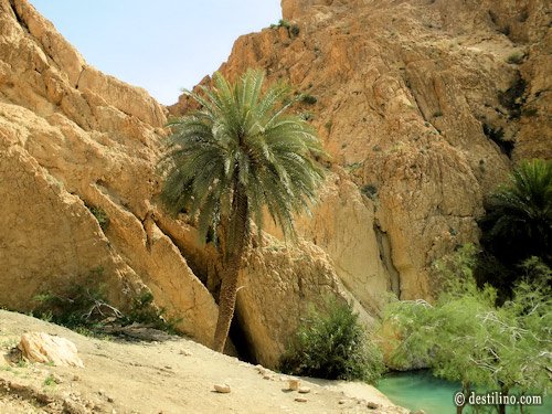 Balade en 4x4. L'oasis du désert de Chebika