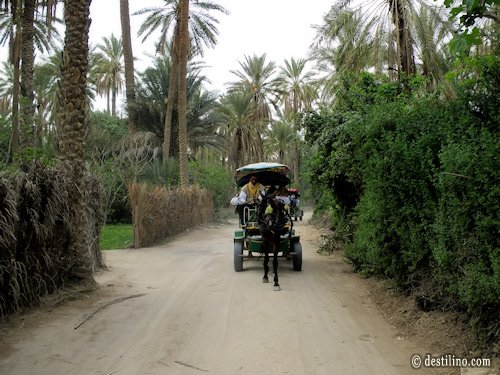 Tozeur. Balade en calèche dans l'oasis saharienne