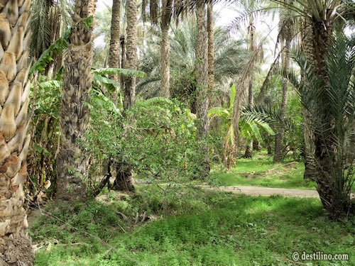 Tozeur. Balade en calèche dans l'oasis saharienne