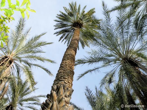 Tozeur. Balade en calèche dans l'oasis Saharienne. Giganteste palmier datier