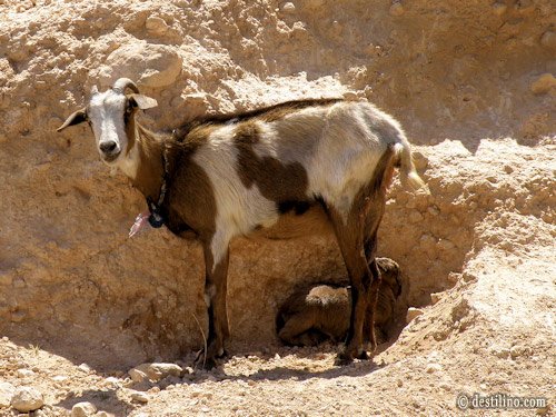 En route vers Matmata. Arrêt dans une maison de Berbères