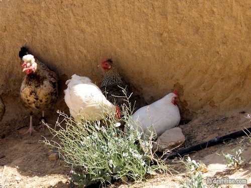 En route vers Matmata. Visite d'une maison troglodyte