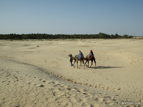 En route vers Douz. Balade à dos de dromadaire