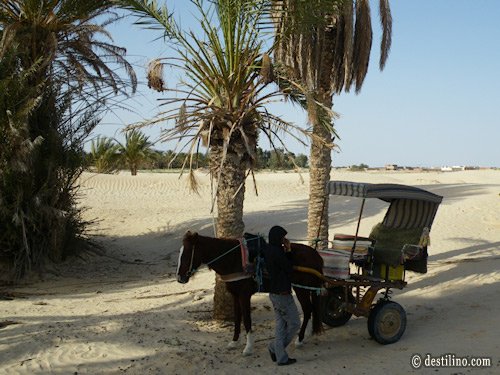 En route vers Douz. Balade à dos de dromadaire. Balade en « buggy » pour ceux qui ont peur des dromadaires!