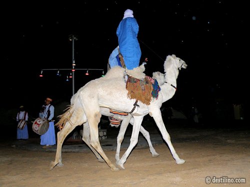Douz. Souper spectacle de folklore berbère. Spectacle de dromadaire Mehari