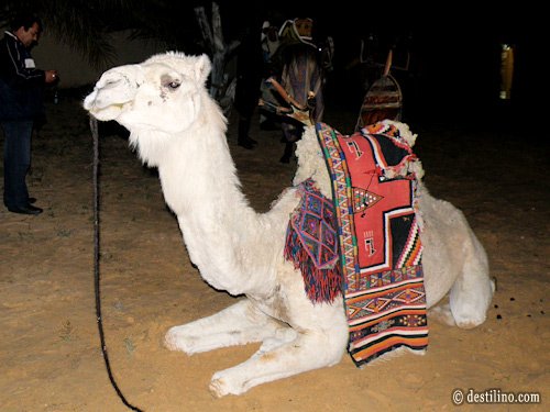 Douz. Souper spectacle de folklore berbère. Dromadaire Mehari pouvant atteindre une vitesse de 45 km/h