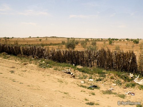 En route vers Djerba. Clotures en feuilles de palmier pour limiter l'expansion du désert