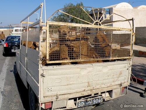 Traversier vers l'ile de Djerba. Dromadaires ???