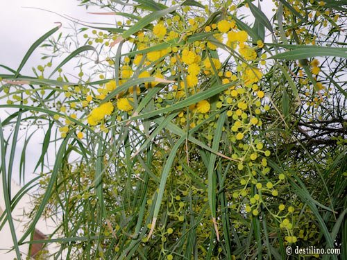 La magnifique flore de la Tunisie