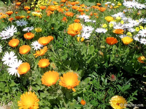 La magnifique flore de la Tunisie