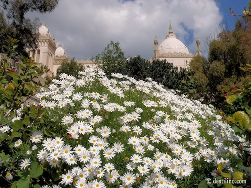 La magnifique flore de la Tunisie