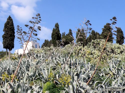 La magnifique flore de la Tunisie