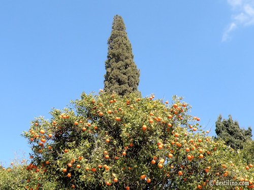 La magnifique flore de la Tunisie