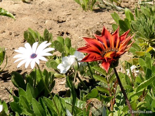 La magnifique flore de la Tunisie