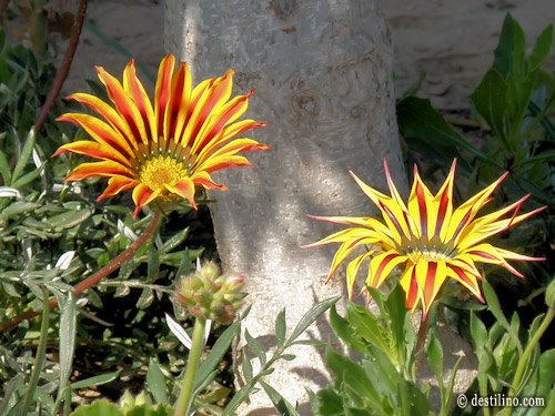 La magnifique flore de la Tunisie