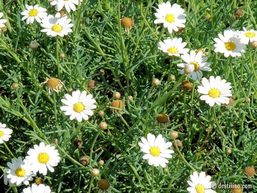 La magnifique flore de la Tunisie