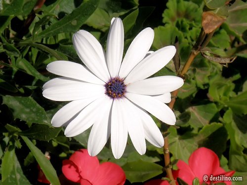 La magnifique flore de la Tunisie
