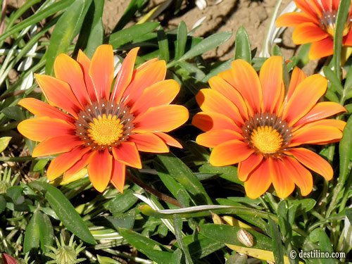La magnifique flore de la Tunisie