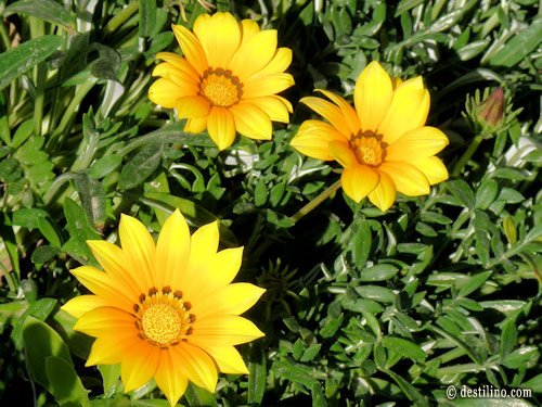 La magnifique flore de la Tunisie
