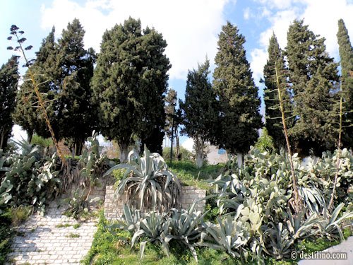 Sidi bou Said, agaves géantes