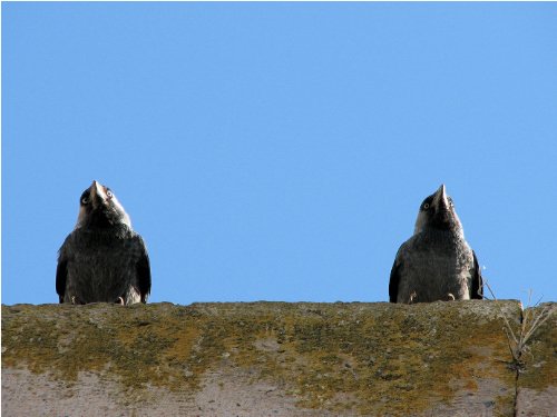 Les gardiens :o)