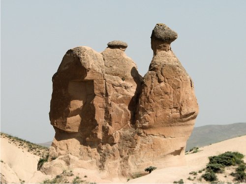 Le chameau