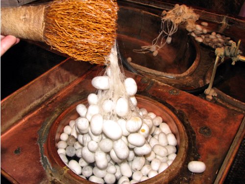 Les cocons des vers à soie