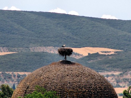 Une cigogne dans son énorme nid sur le toit d'une mosquée