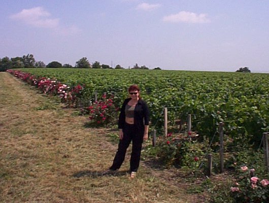 Un vignoble de la région de Bordeaux 
